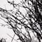 5ft. Pre-Lit LED Halloween Black Twig Artificial Fall Tree in Burlap Planter